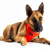 Sleepypod Dog Car Harness Safety Travel Pet Restraint-2