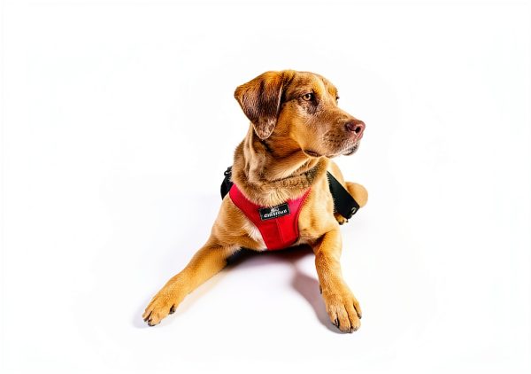Sleepypod Dog Car Harness Safety Travel Pet Restraint-5
