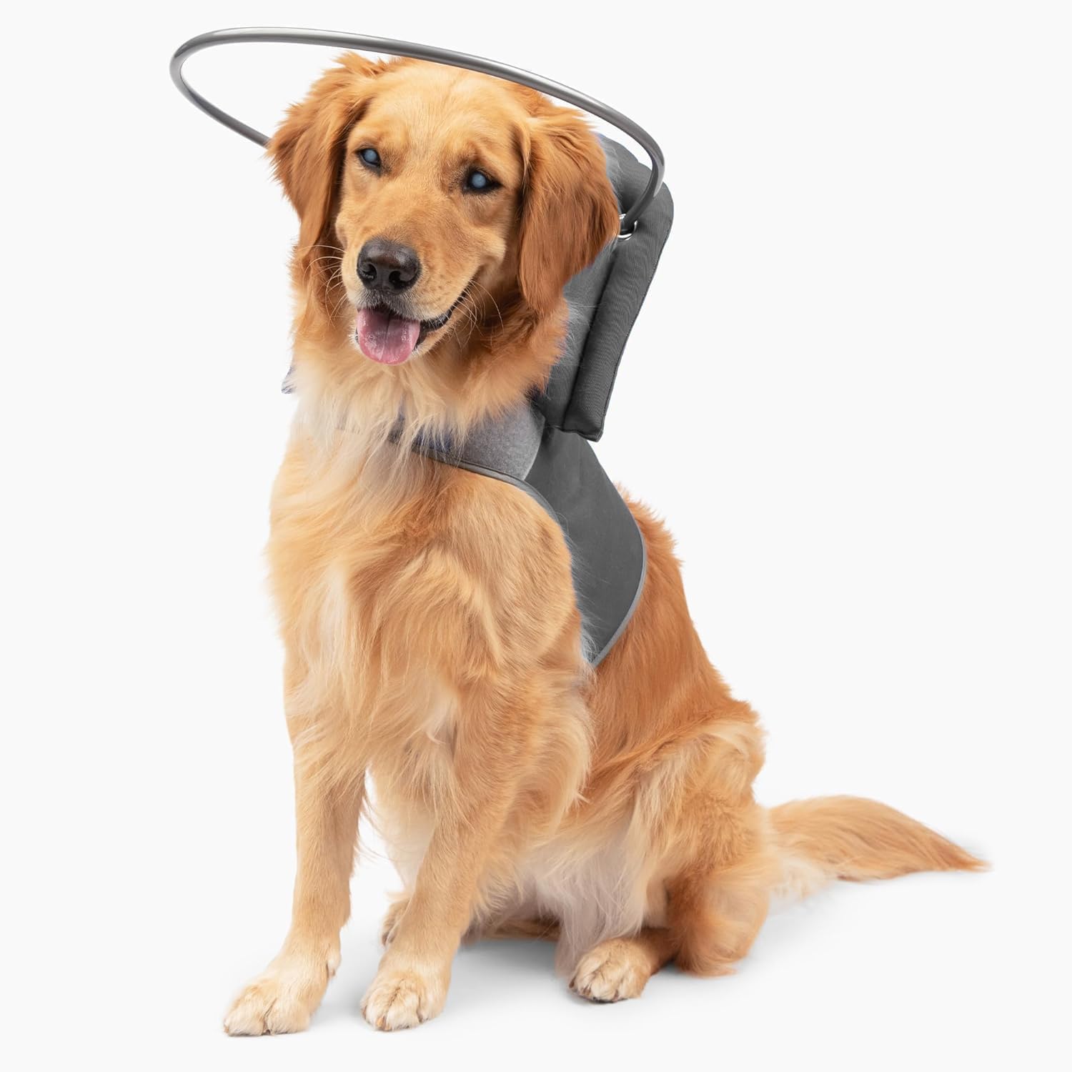 Installing Muffins Halo Guide Blind Dog Harness Safety Support on a wooden desk